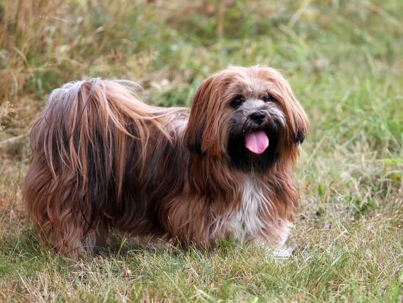 Лхаса апсо: характер и описание, фото, стоимость и уход за собакой