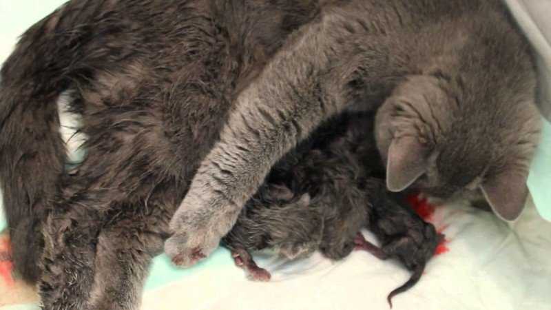Беременность и роды у кошки - что нужно знать владельцу