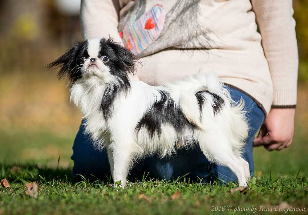 Японский хин – милая и добрая собака для тех, кому нужен хороший друг