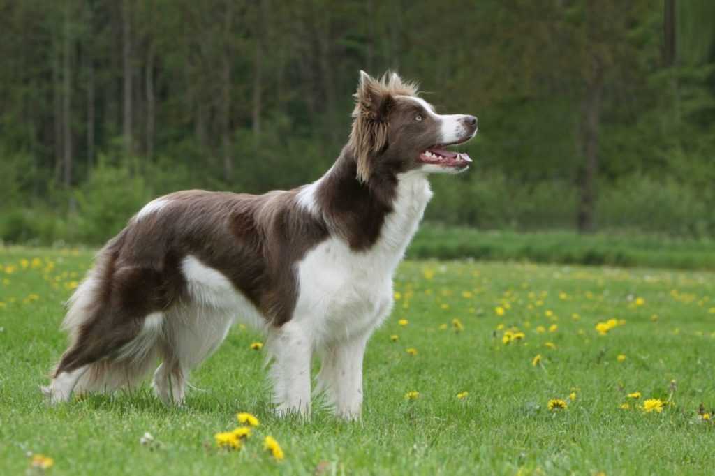 Азорская пастушья собака: описание породы, характер, фото