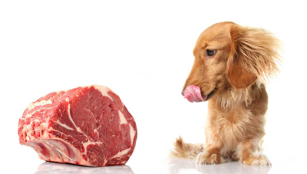 Можно ли кормить собаку лайку свининой