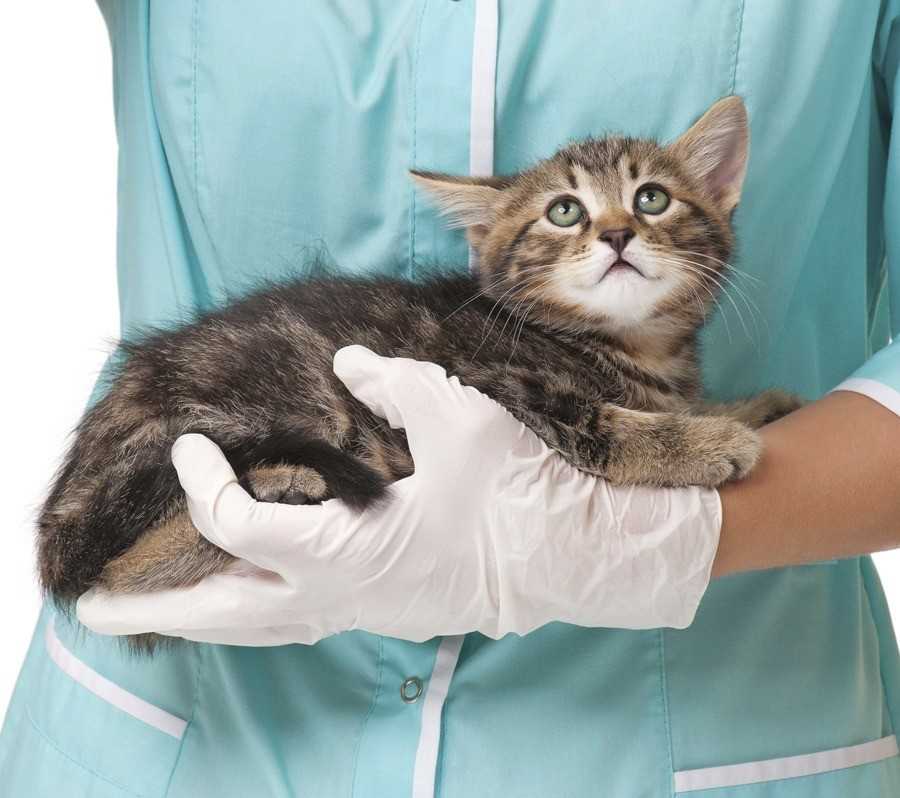 Передается ли коронавирус кошек людям | food and health