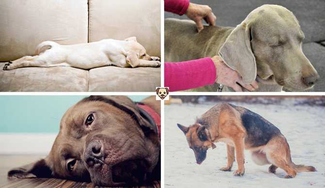 Почему у собаки отказывают задние лапы, что делать | блог ветклиники "беланта"