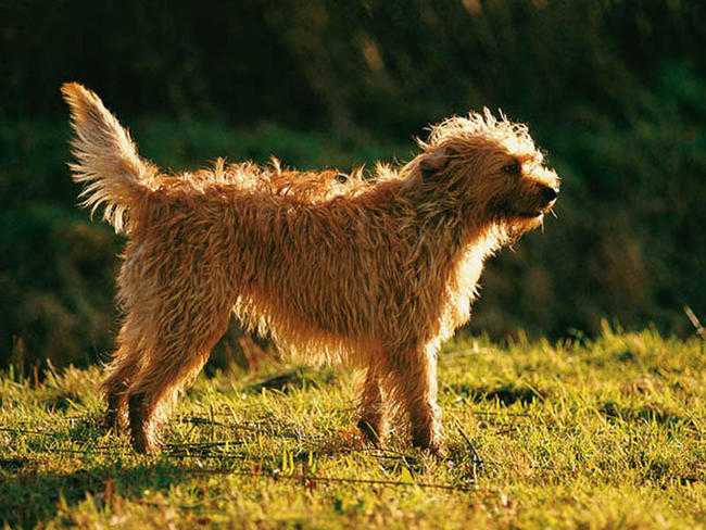 Характеристика собак породы голландская овчарка (хердер) с отзывами и фото. голландская овчарка (хердер) – описание породы