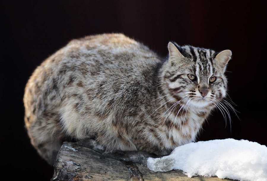 Описание и фото амурского лесного кота, возможность содержания в домашних условиях
