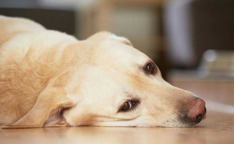У собаки коричневые выделения что делать | выделения из петли и симптомы заболевания