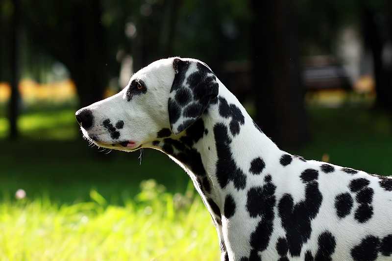 Далматин собака. описание, особенности, уход и цена далматина