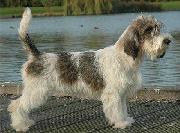 Вандейский бассет-гриффон собака. описание, особенности, характер, уход и цена породы | животный мир