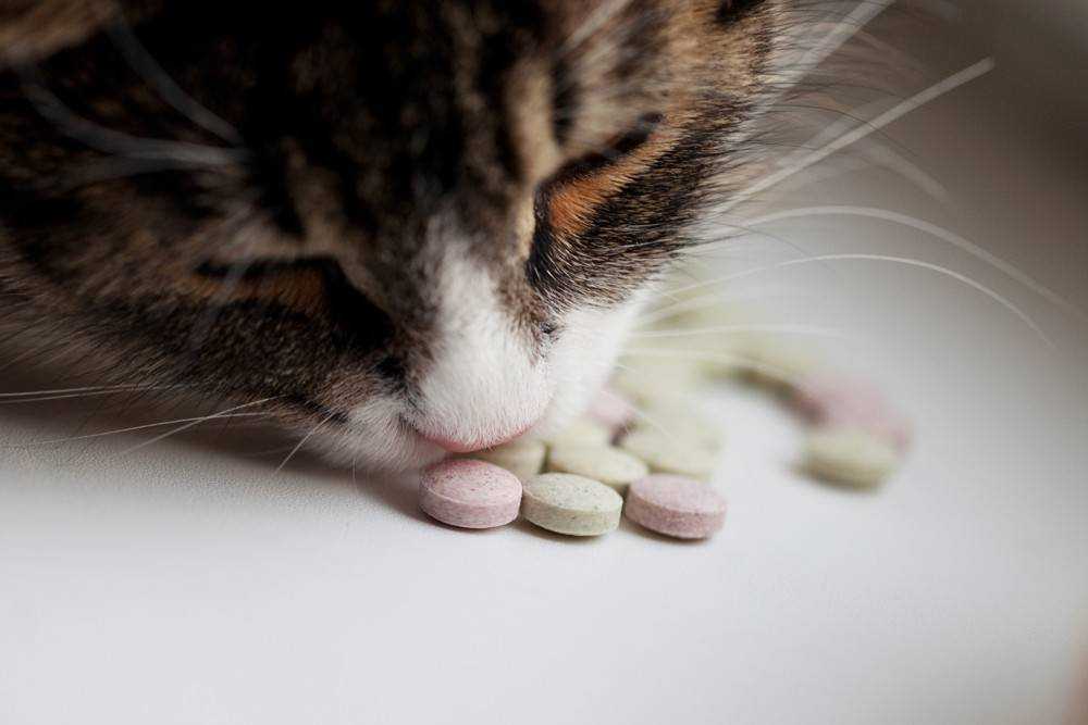 Как дать кошке таблетку: 4 простых способа