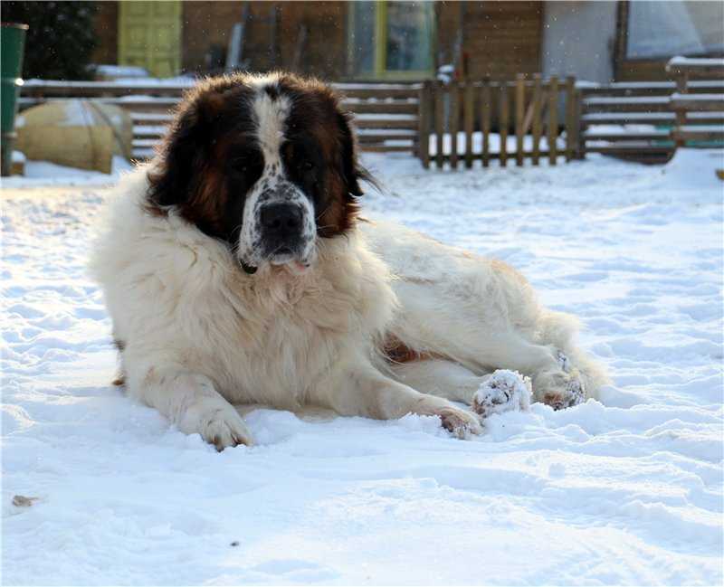 Московская сторожевая собака. описание, особенности, уход и цена породы