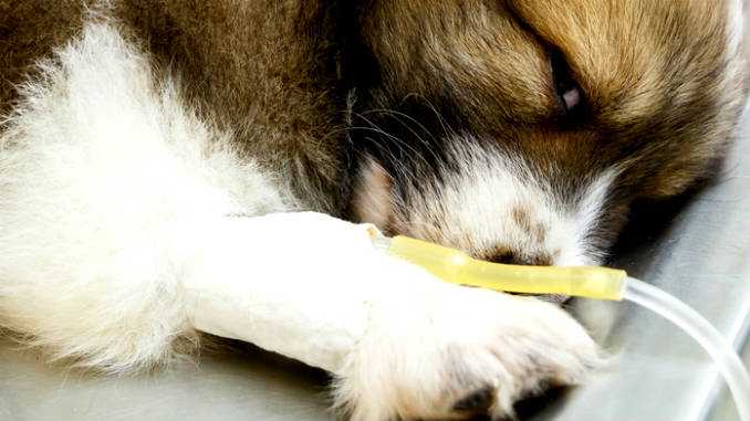 Аденовирус у собак и щенков: 2 вида инфекции, симптомы и лечение аденовироза у собак, прогнозы для заболевшего, профилактика заражений