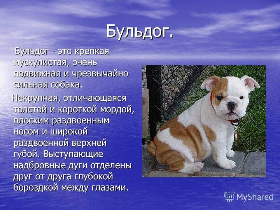 Французский бульдог - порода собак - информация и особенностях | хиллс