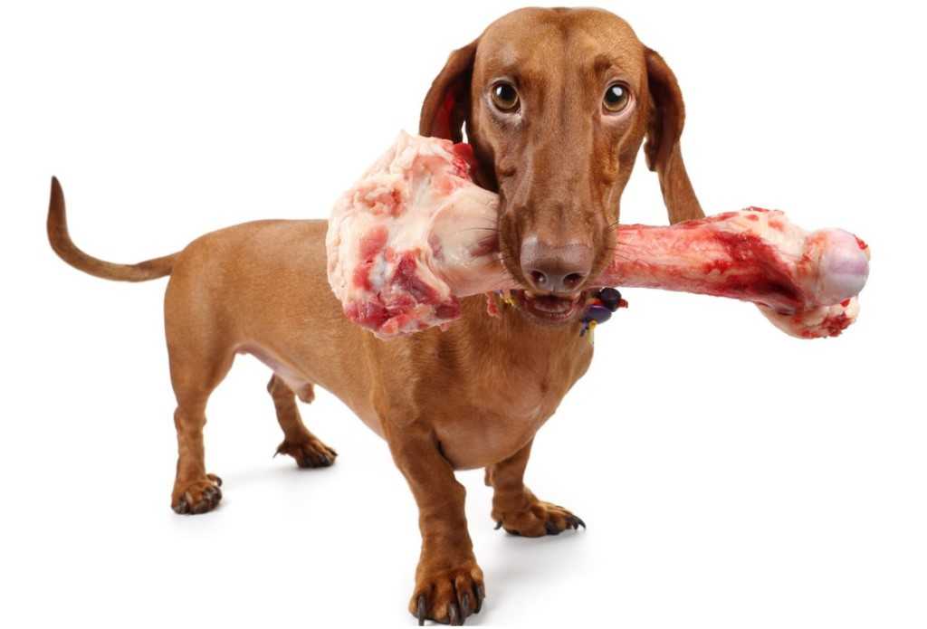 Почему собаке нельзя свинину и сладости? правила здорового и правильного рациона