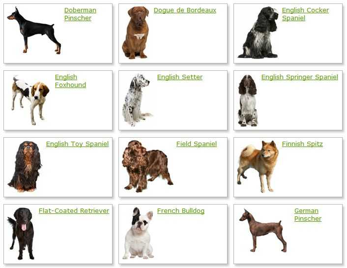 Клички для собак - выбрать имя для собаки