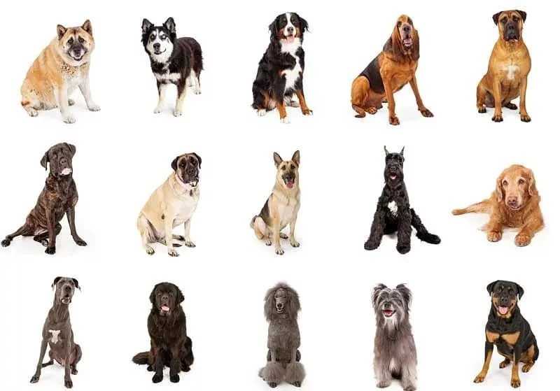 Собаки породы ландсир, характерные особенности, история происхождения и стандарты породы