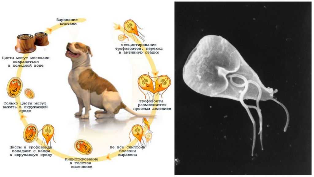 Лямблиоз у собаки, как проявляется и схема леченияветлечебница рос-вет