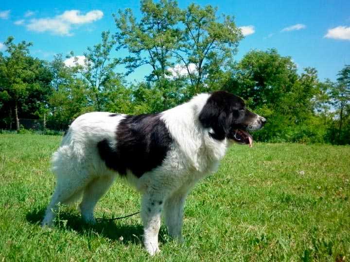 Южнорусская овчарка 🐶 фото, описание, характер, факты, плюсы, минусы собаки ✔