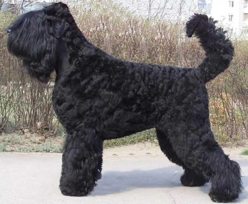Собака сталина — порода черный терьер: характеристика и стандарт, характер и особенности рчт, отзывы