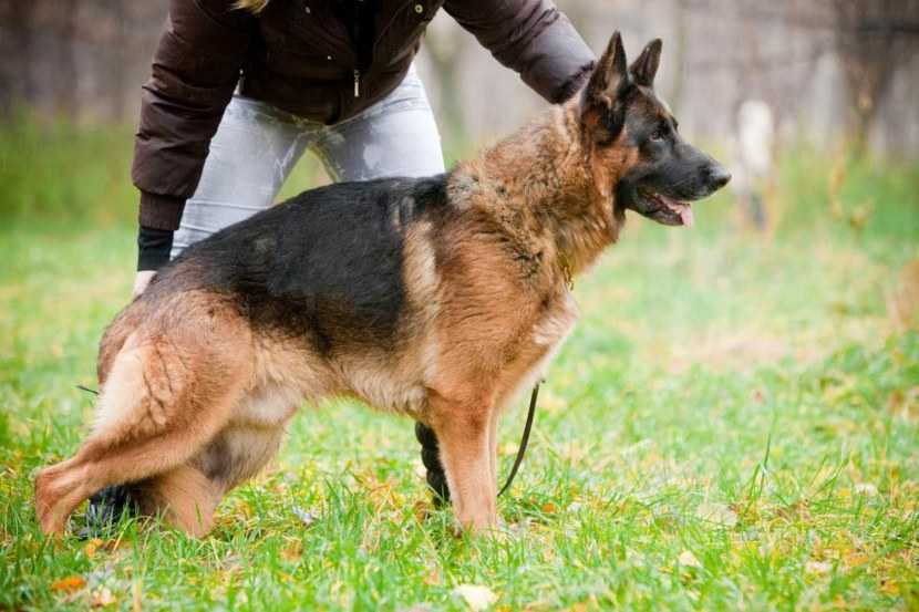Немецкие овчарки рабочего разведения: фото собак, особенности породы, описание характера, максимальная скорость, также для чего нужны на службе полицейским, военным?