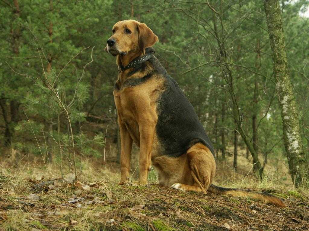 Охотничьи собаки: виды и породы