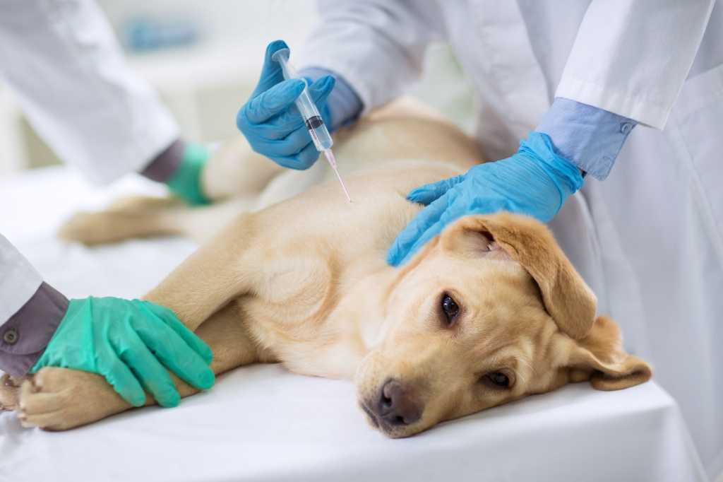 Бордетеллиоз или вольерный кашель у собак