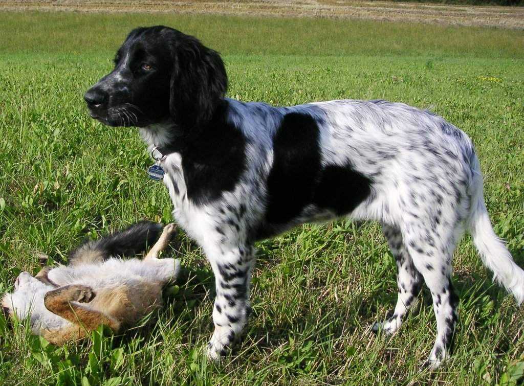 Собаки породы малый мюнстерлендер, характерные особенности, история происхождения и стандарты породы