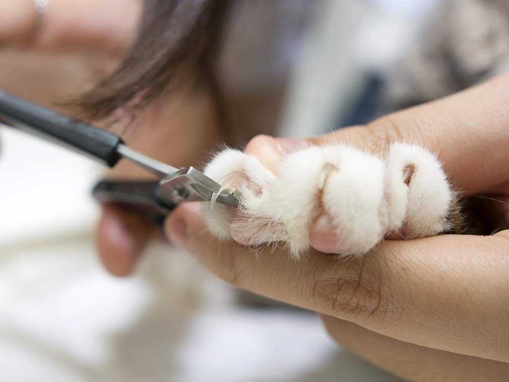 Стрижка когтей кошки или коту - очень ответственный процесс, подойти к которому нужно со всей ответственностью. Чем и как подстричь когти кошке, читайте в статье.