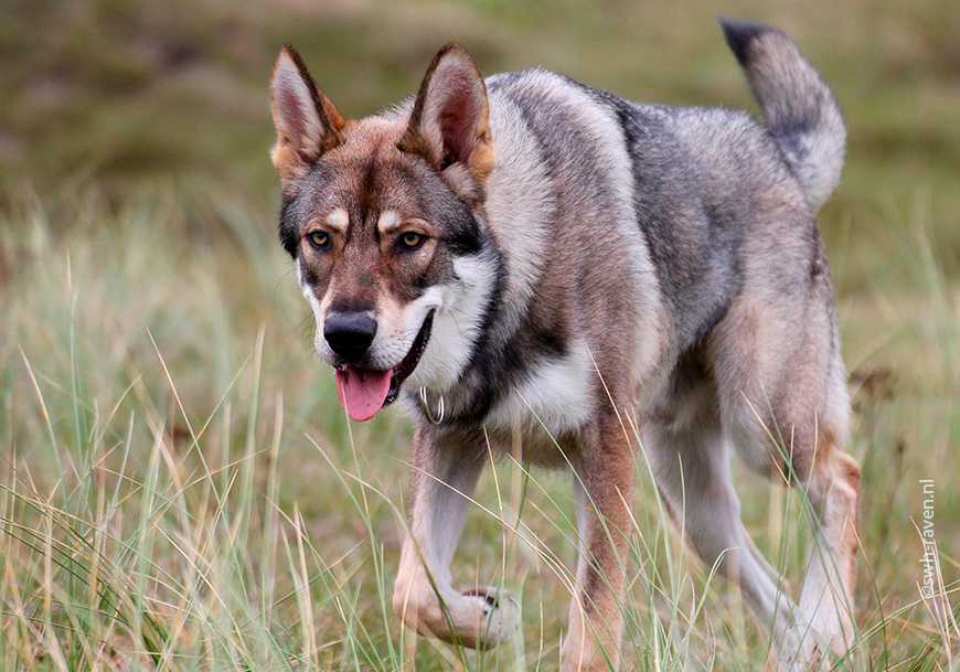 Норвежский лундехунд: описание породы собак с фото и видео