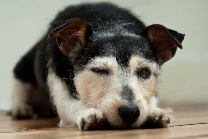 Инсульт у собаки: симптомы, первые признаки, лечение и восстановление | блог ветклиники "беланта"