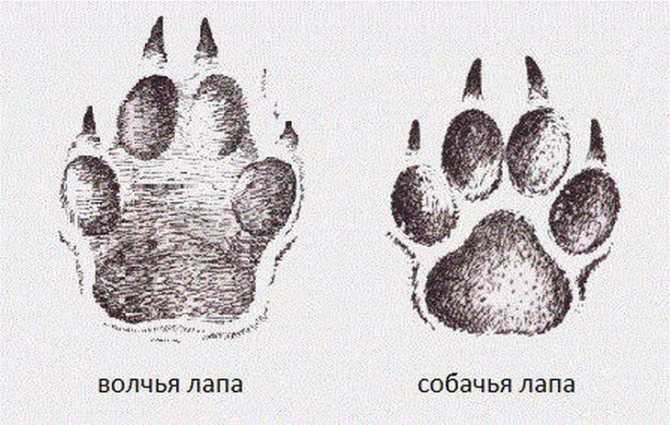 Как отличить волка от собаки по хвосту