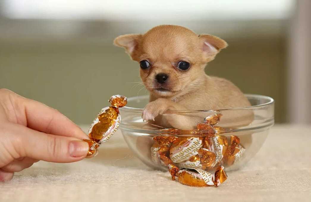 20 самых маленьких пород собак в мире - с названиями и фотографиями