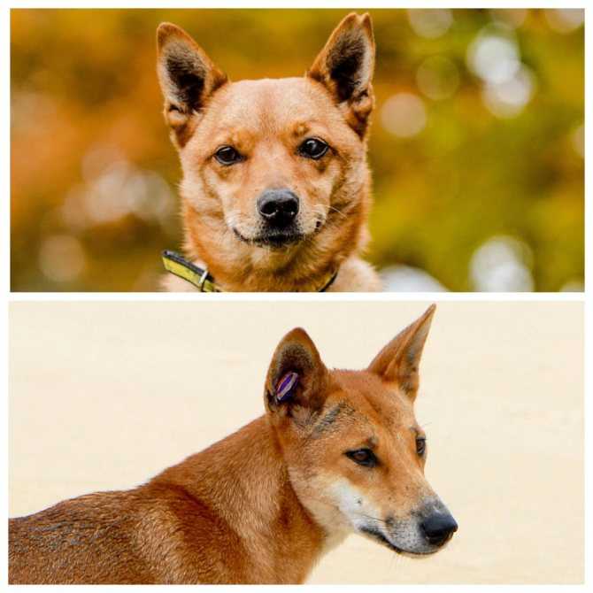 Собака динго: фото, видео и описание породы собак в домашних условиях