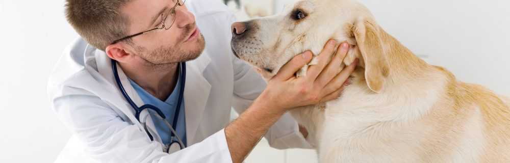 Первые симптомы болезней у собак