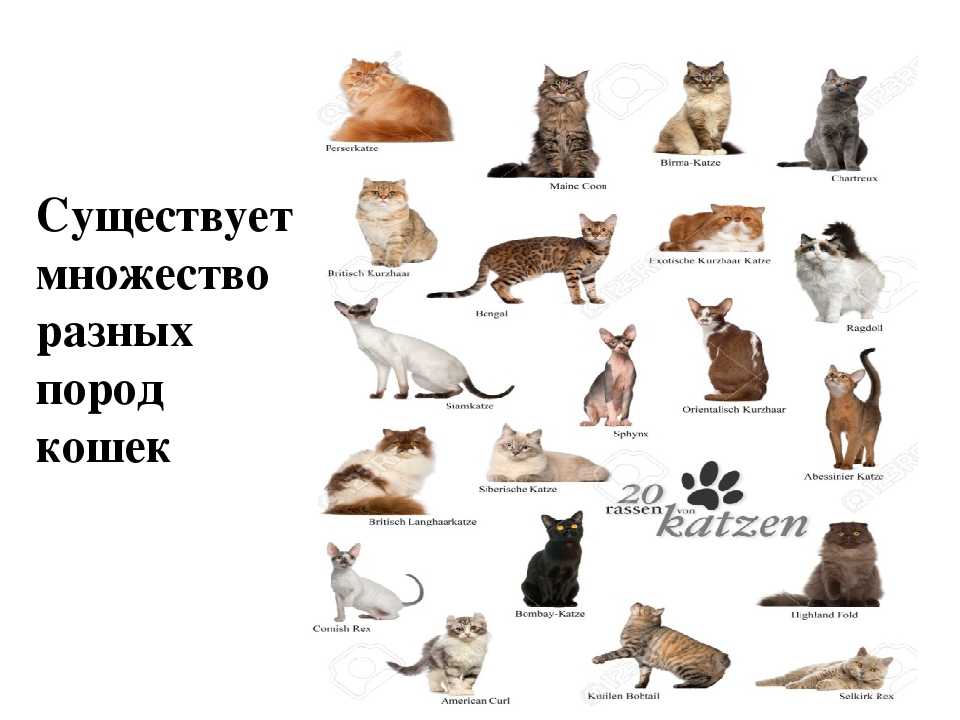 Как узнать и определить породу кошки в домашних условиях. как определить породу кошек: советы профессионалов как узнать какой породы котенок