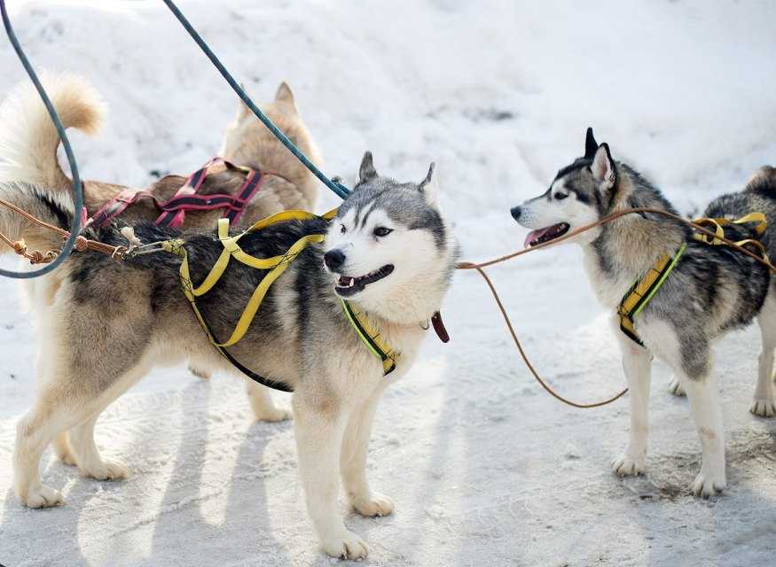 Ездовые собаки: разновидности северных пород собак для упряжки, эскимосская лайка