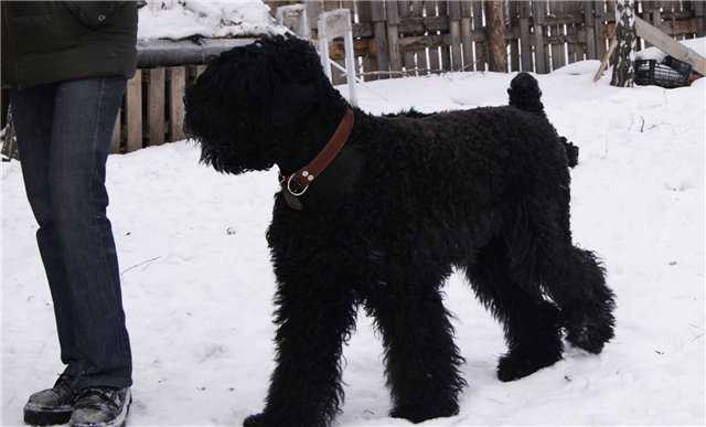 Описание породы черный русский терьер или собака сталина