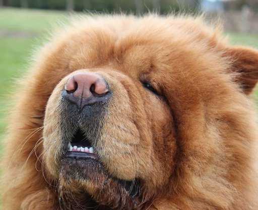 Пушистые породы собак с фиолетовым языком