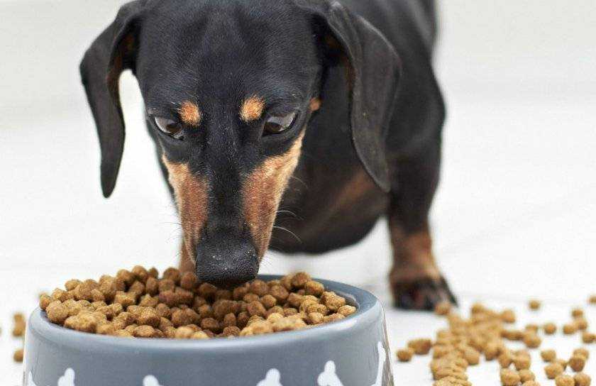 Причины, по которым собака отказывается от еды