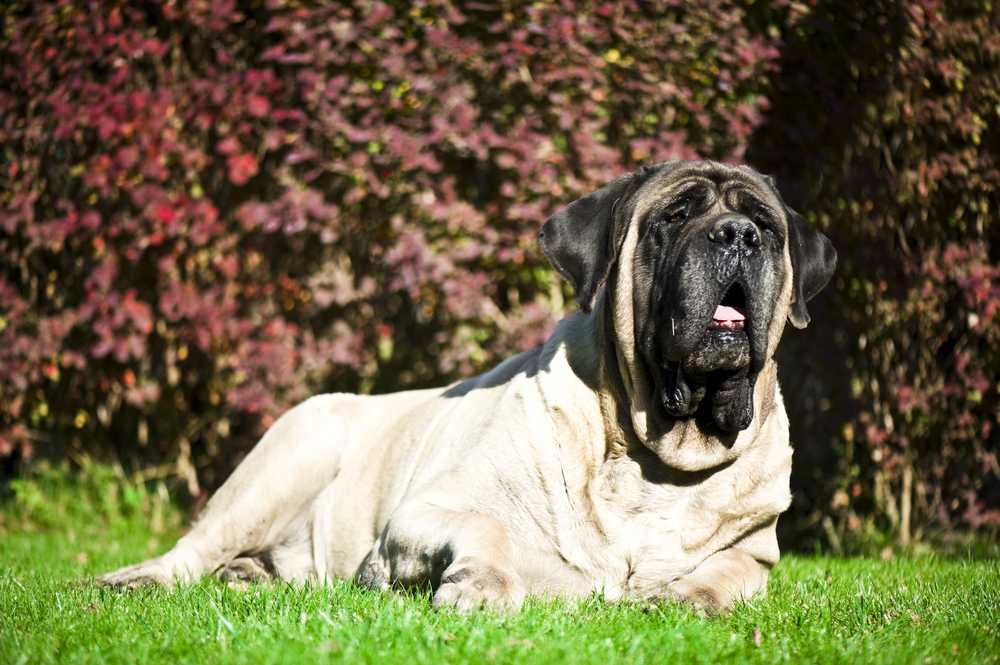 Английский мастиф (58 фото): характеристика щенков породы мастиф, вес одной из самых больших собак, тигровый мастиф