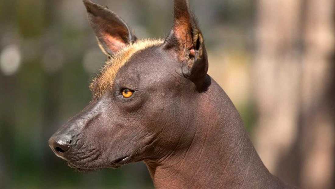 Мексиканская голая собака (ксолоитцкуинтле) — описание породы (с фото) | все о собаках