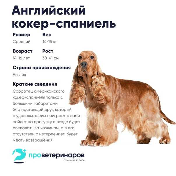 Американский кокер спаниель собака. описание, уход и цена американского кокер спаниеля