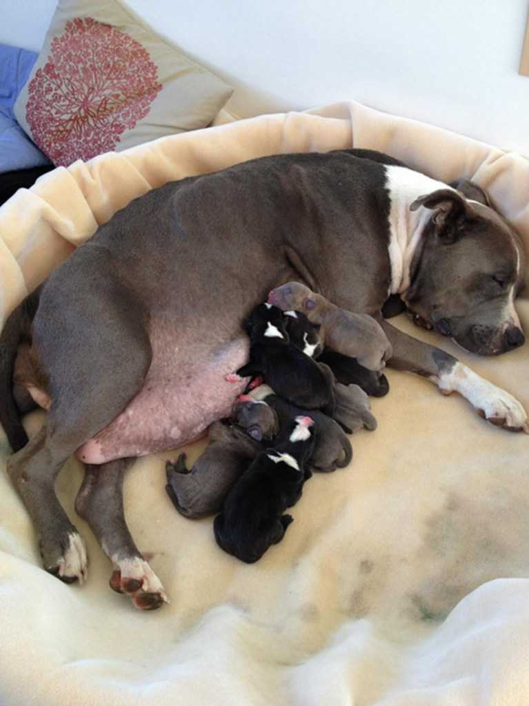Как понять что роды у собаки закончились, сколько щенков рождается?