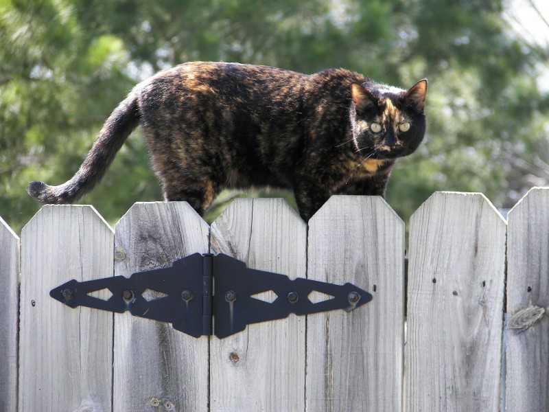 Можно ли выгуливать кошку: советы, рекомендации и правила выгула