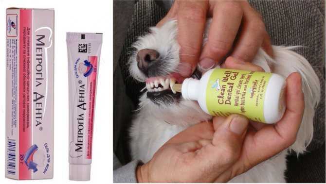 Пигментация кожи и шерсти у собак: причины, симптомы, диагностика, лечение | блог ветклиники "беланта"