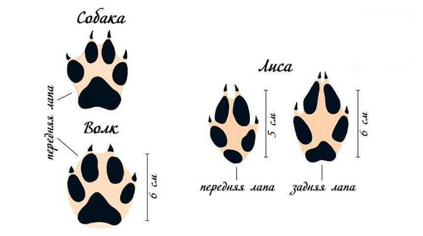 След волка: как отличить от следов собаки и в чем разница