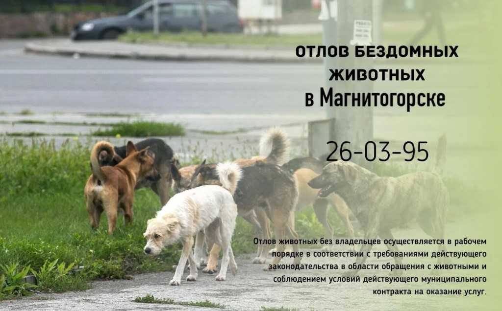 Усыплять или отпускать: в госдуме и оп решают проблему бродячих собак // нтв.ru