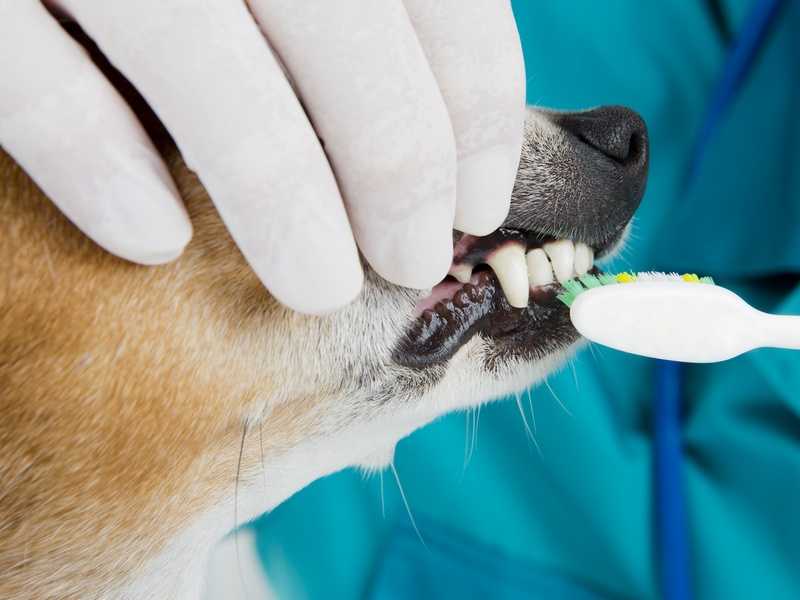 Снятие зубного камня у собак ультразвуком. цена