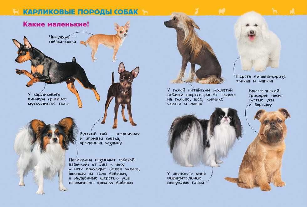 Породы самых больших собак в мире