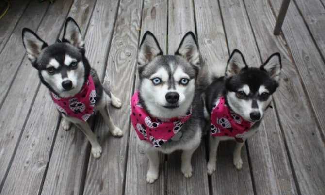 Описание породы собак аляскинский кли кай с отзывами владельцев и фото