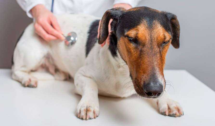 Кишечная непроходимость у собак - симптомы, лечение